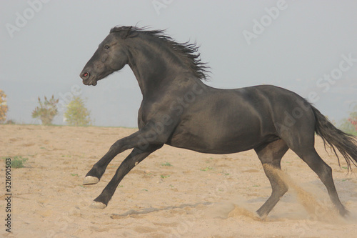 big black velvet frize breed horse has fun and plays