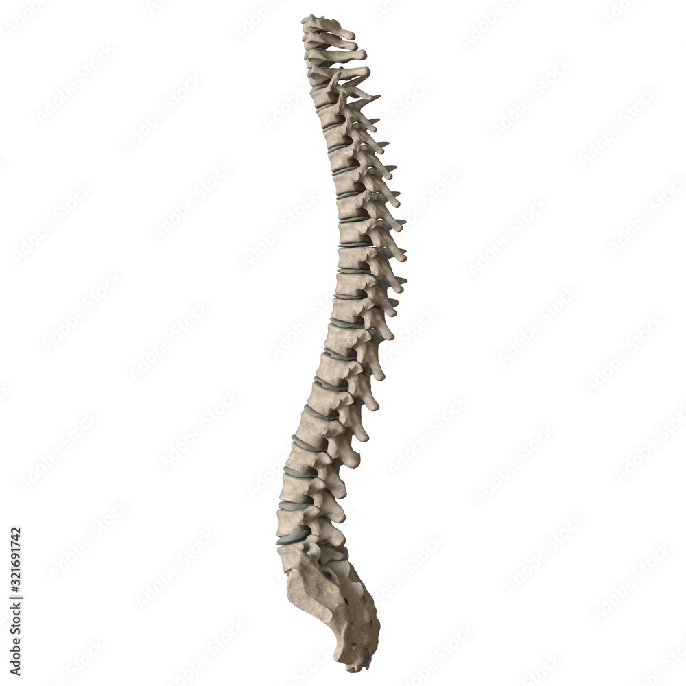 A man's spine on a white background. Isolate. A man's spine on a white background. Isolate.
