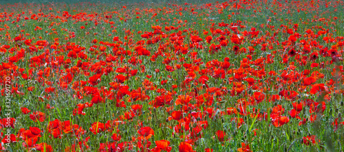 Coquelicots rouge dans les champs au printemps. © Thierry RYO