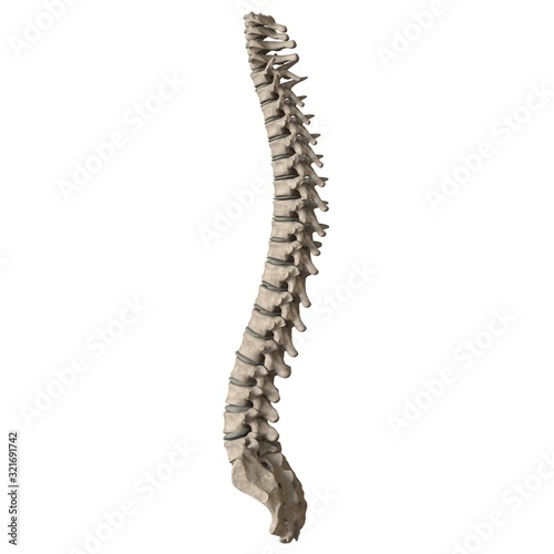A man's spine on a white background. Isolate.