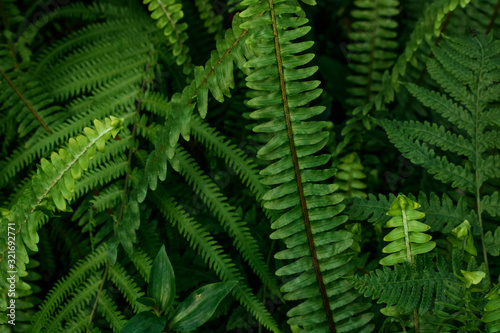 Green fern leaves texture background.