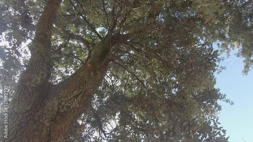 Rodeando el tronco y ramas de un árbol vistas desde abajo