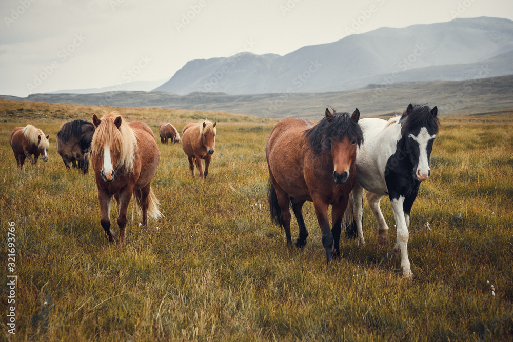 Icelandic horses in the field of scenic nature landscape of Iceland. The Icelandic horse is a breed of horse locally developed in Iceland as Icelandic law prevents horses from being imported. Place Icelandic horses in the field of scenic nature landscape of Iceland. The Icelandic horse is a breed of horse locally developed in Iceland as Icelandic law prevents horses from being imported. Place