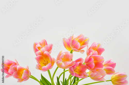 Fototapeta Naklejka Na Ścianę i Meble -  Spring Tulip Flowers over white. Tulips bunch. Pink tulips.