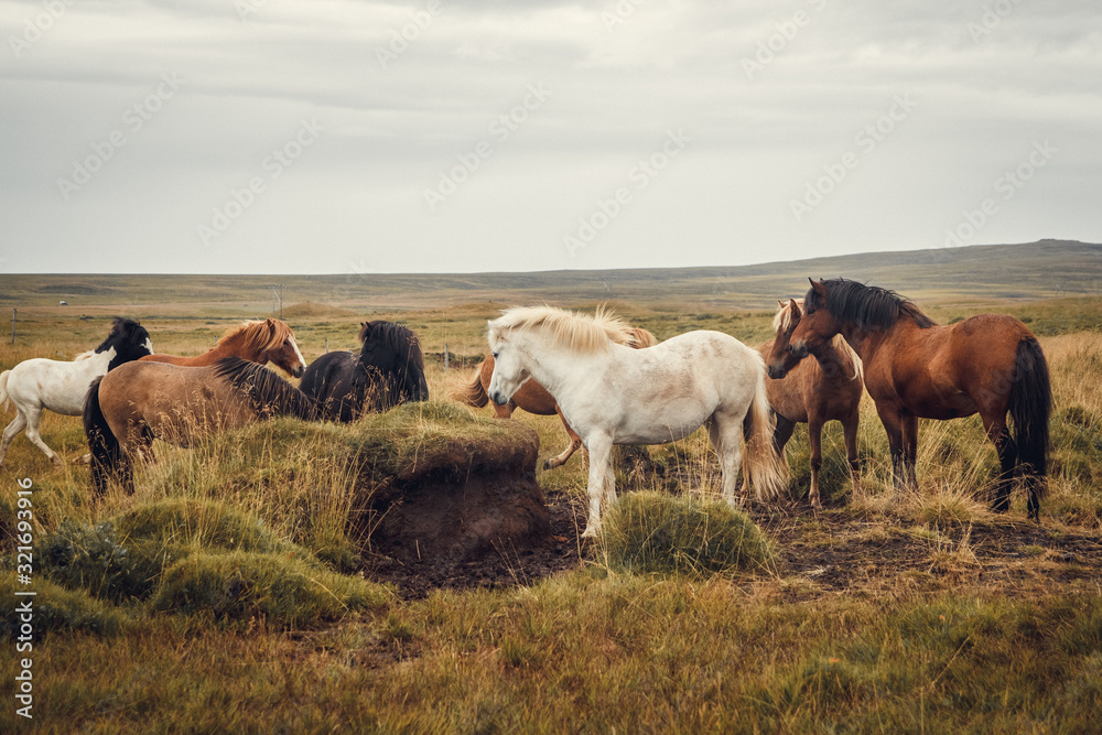 Obraz premium Icelandic horses in the field of scenic nature landscape of Iceland. The Icelandic horse is a breed of horse locally developed in Iceland as Icelandic law prevents horses from being imported. Place