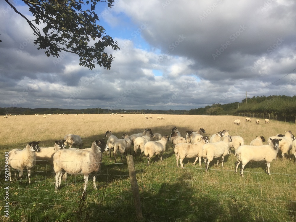 Stratford Sheep