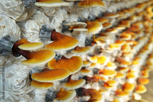 Tableau sur toile Lingzhi mushroom (Reishi mushroom) on spawn bags growing in a farm