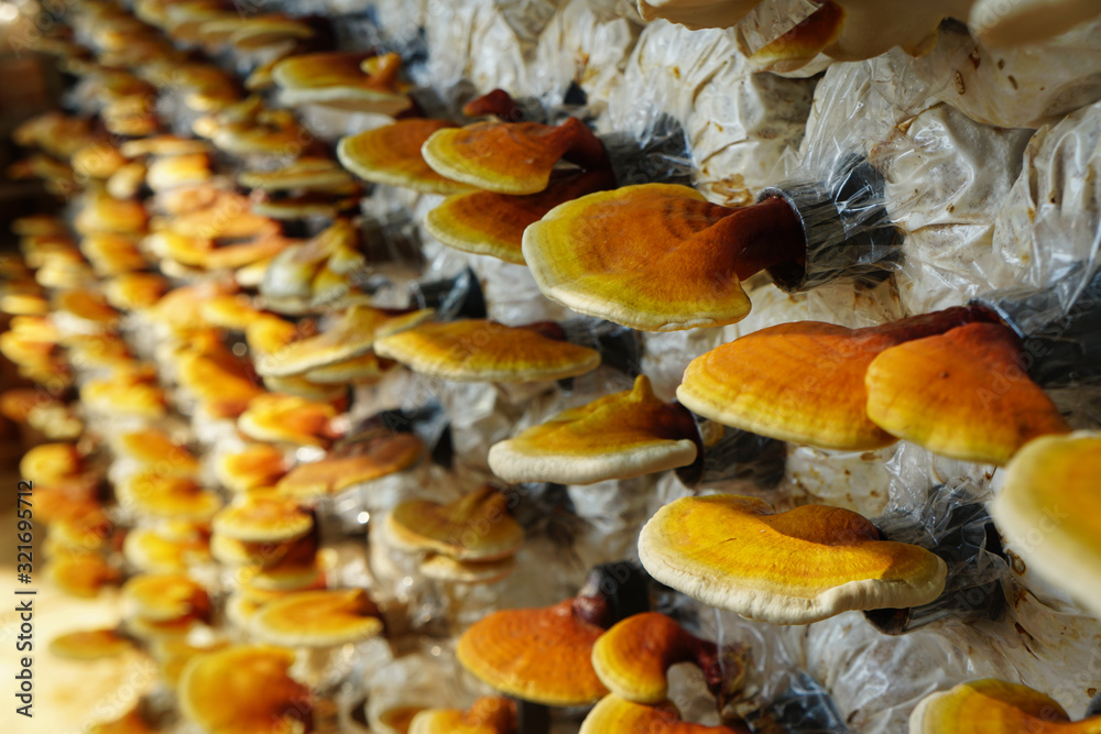 Golden yellow Lingzhi mushroom, Reishi mushroom in mushroom farm. 