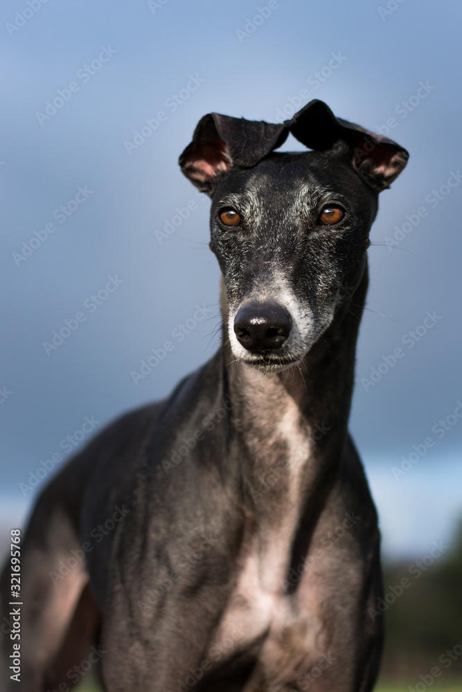 Portrait eines schwarzen Greyhound