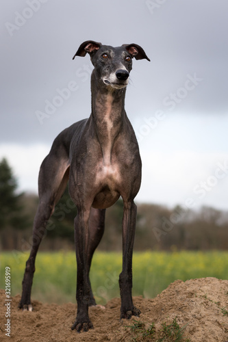 schwarzer Greyhound steht auf Sand