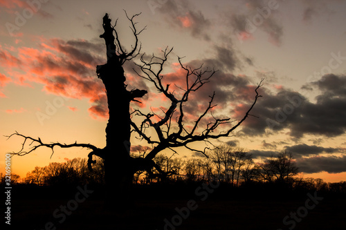 clouds over lonely tree in the field at sunset