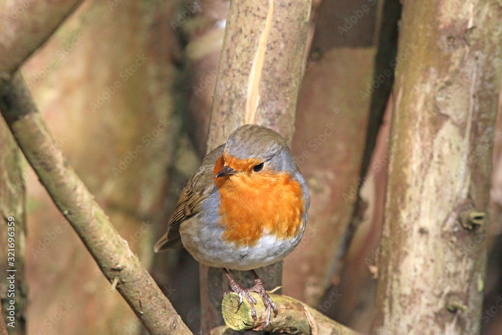 Fototapeta premium robin perched on a branch