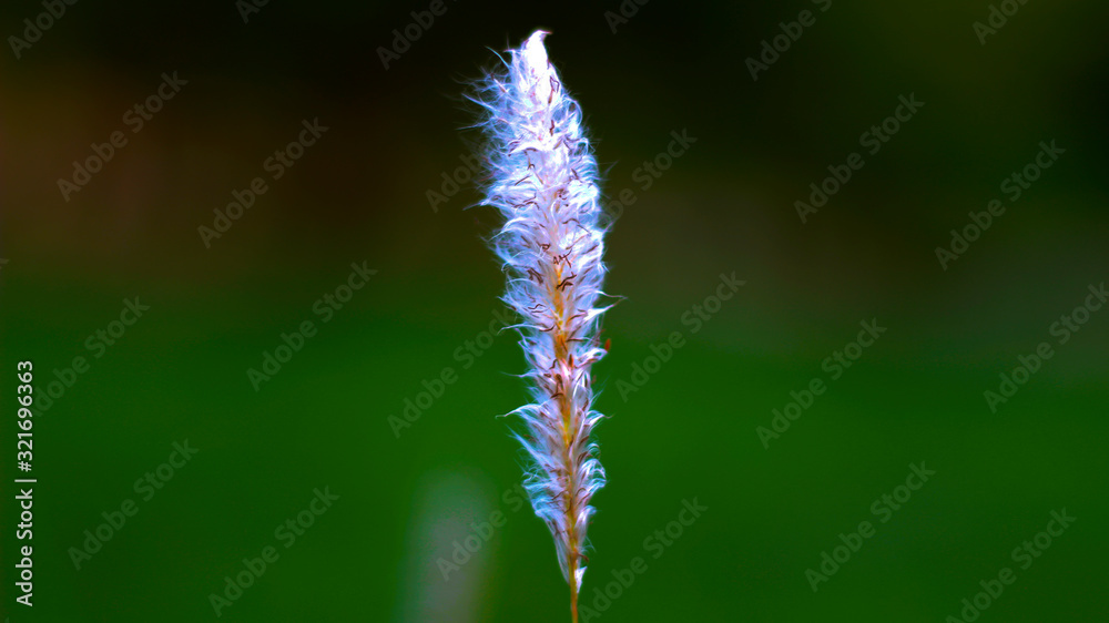 Fototapeta premium white flower