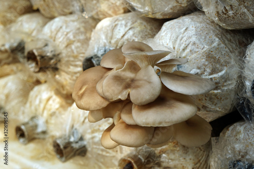 The cultivation of Oyster Mushroom in organic farm. Mushroom in the plant nursery, cultivation business in asia.