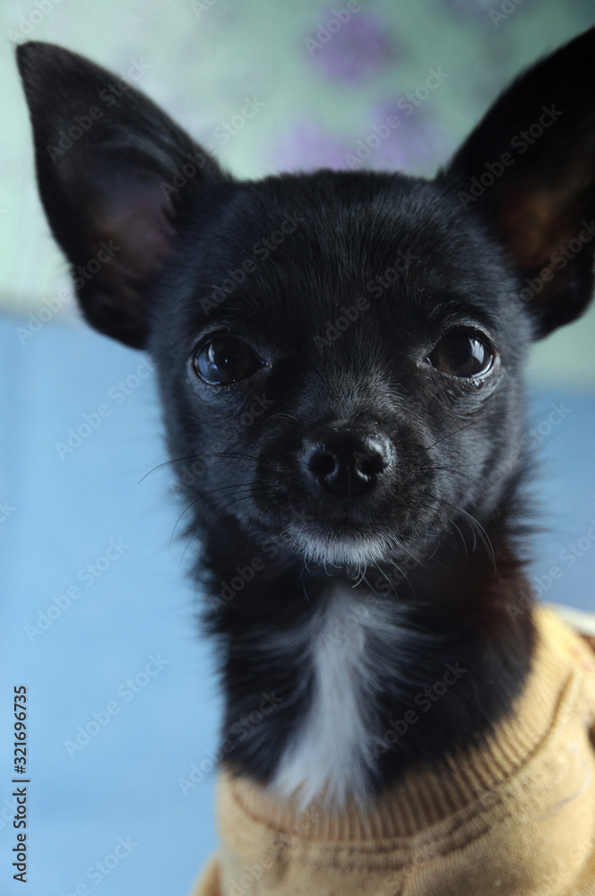 cute small chihuahua puppy dog cute small chihuahua puppy dog