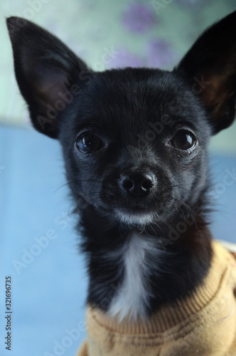 Fototapeta Naklejka Na Ścianę i Meble -  cute small chihuahua puppy dog