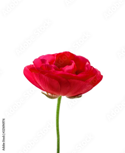 Pink rose flower isolated on a white background.