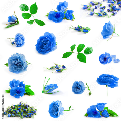 Collection of blue rose flowers with leaves isolated on a white background.