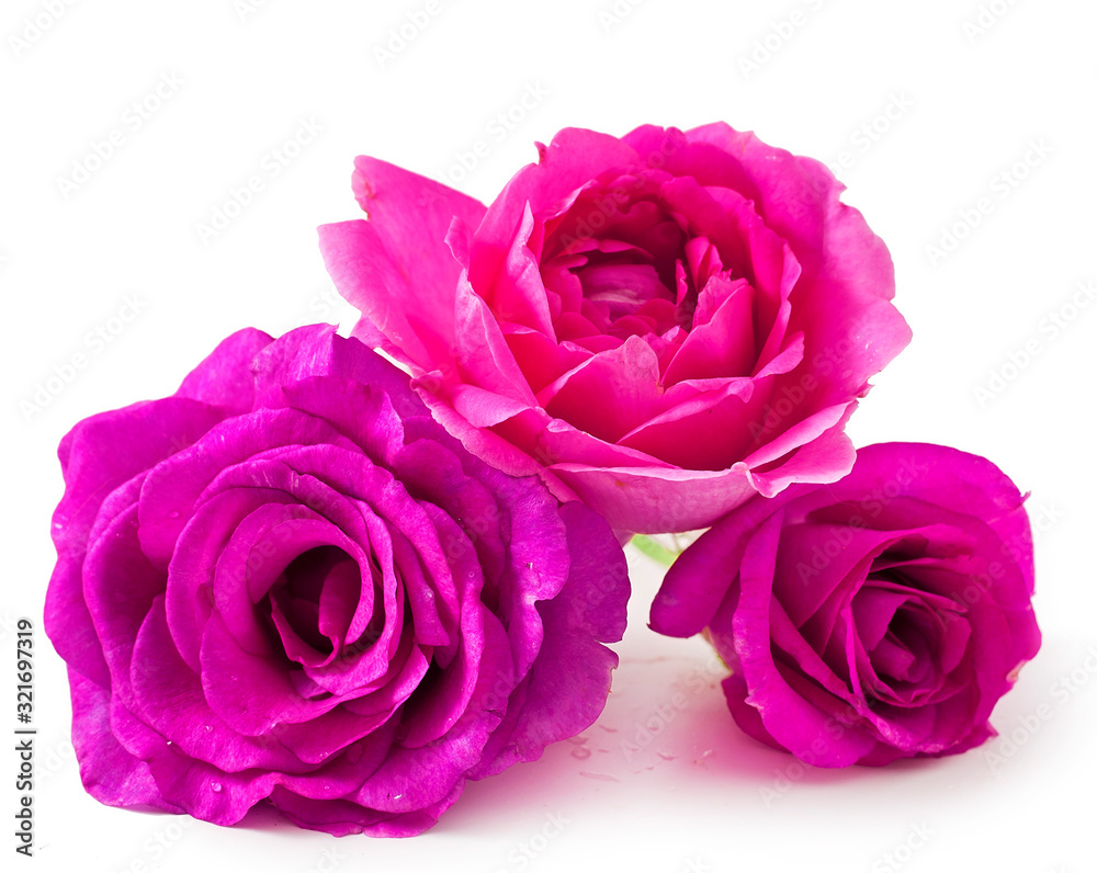 Pink rose flowers isolated on a white background. Pink rose flowers isolated on a white background.