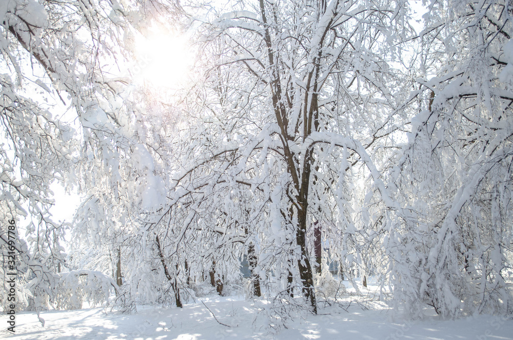 A lot of snow on trees in a sunny day, nature after snow storm