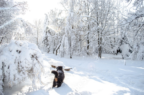 A lot of snow on trees in a sunny day, nature after snow storm © Zkolra