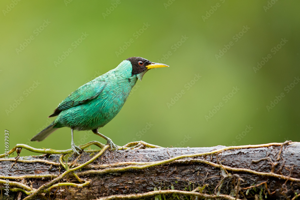 Obraz premium Green honeycreeper (Chlorophanes spiza) is a small bird in the tanager family. It is found in the tropical New World from southern Mexico south to Brazil, and on Trinidad.