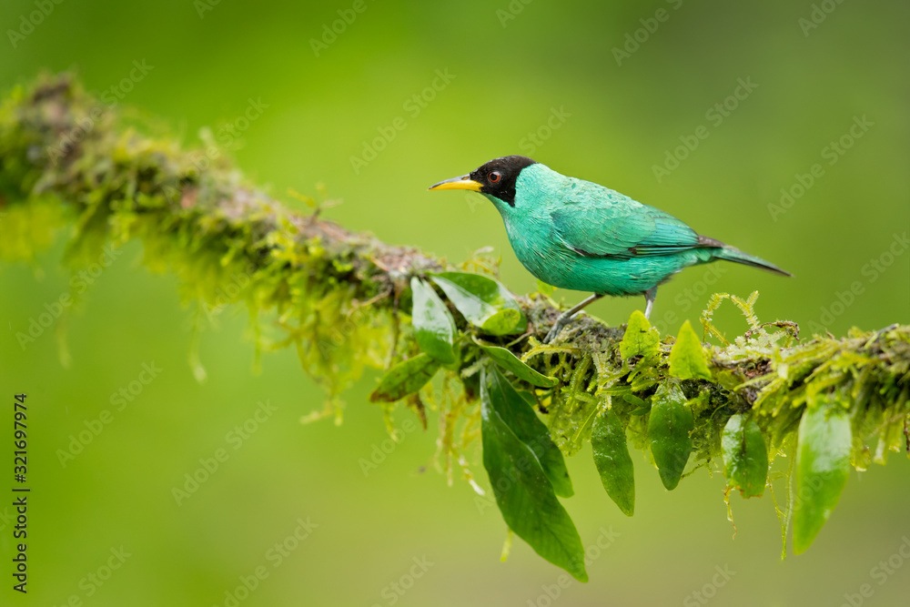 Obraz premium Green honeycreeper (Chlorophanes spiza) is a small bird in the tanager family. It is found in the tropical New World from southern Mexico south to Brazil, and on Trinidad.