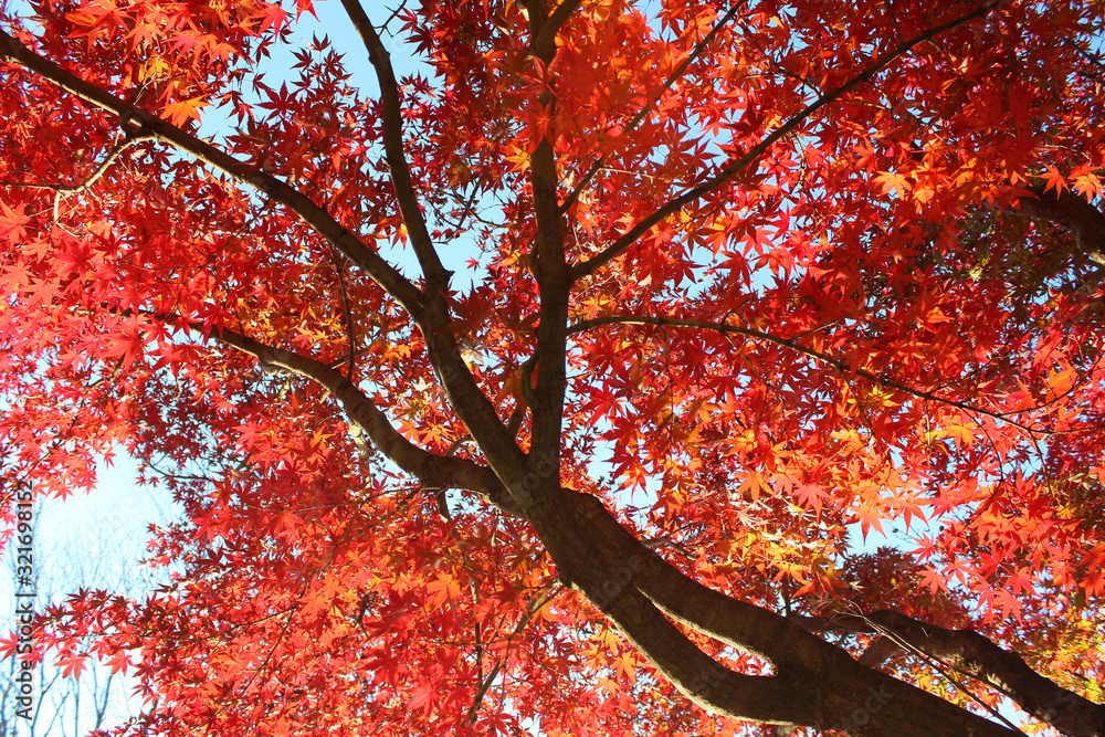 Fototapeta premium 日本の紅葉