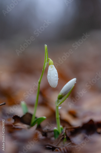 Snowdrops in the forest on a blurred background
