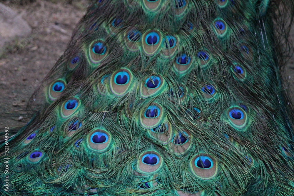 Obraz premium peacock with feathers