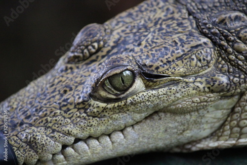 close up of head of crocodile