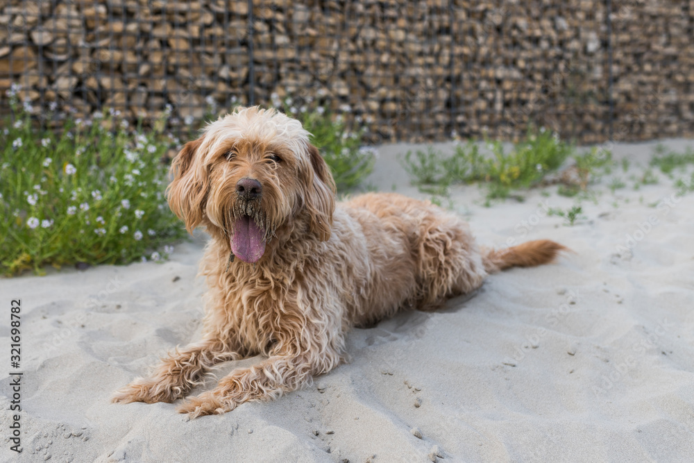 Hybrid dog lies in front of a stone wall in the sand and looks at the camera