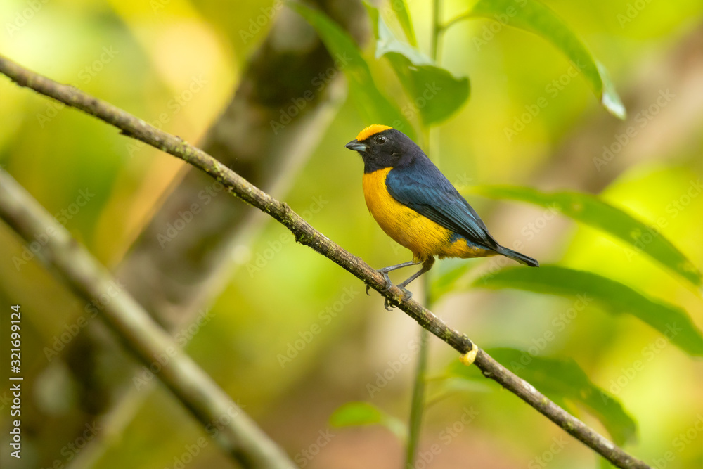Orange-bellied euphonia (Euphonia xanthogaster) is a species of bird in the finch family, Fringillidae. They were formerly considered tanagers (Thraupidae). Orange-bellied euphonia (Euphonia xanthogaster) is a species of bird in the finch family, Fringillidae. They were formerly considered tanagers (Thraupidae).