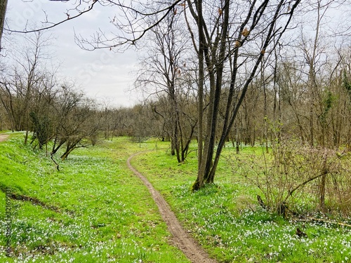 Green spring in the park