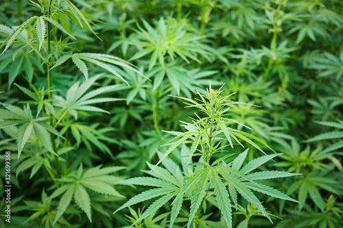 Background Texture of Marijuana Plants at Indoor Cannabis Farm with Flat