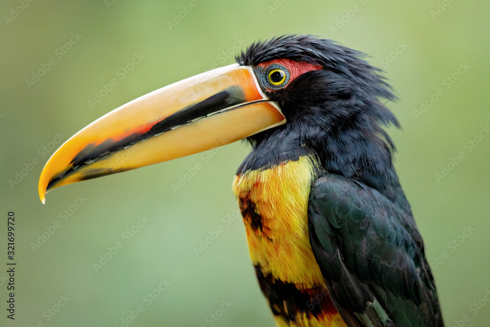 Pale-mandibled aracari, or pale-mandibled araçari (Pteroglossus erythropygius), is a species of bird in the family Ramphastidae. It is found in western Ecuador and Peru. Pale-mandibled aracari, or pale-mandibled araçari (Pteroglossus erythropygius), is a species of bird in the family Ramphastidae. It is found in western Ecuador and Peru.