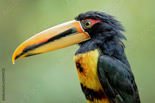 Pale-mandibled aracari, or pale-mandibled araçari (Pteroglossus erythropygius), is a species of bird in the family Ramphastidae. It is found in western Ecuador and Peru. 