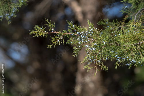 Berries on tree branches in a Texas city park on a sunny February day.