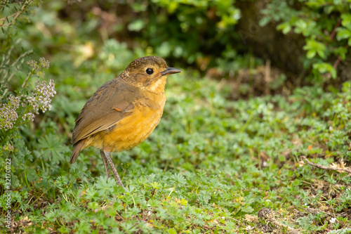 Tawny antpitta (Grallaria quitensis) is a species of bird in the Grallariidae family.