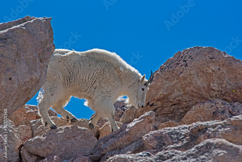 Horned White Goat on Mt. Evans makes his way in the snow.
