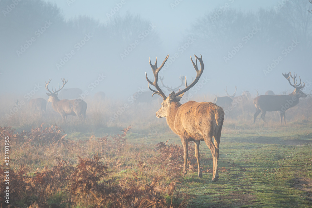 Fototapeta premium Portrait of majestic red deer stag.