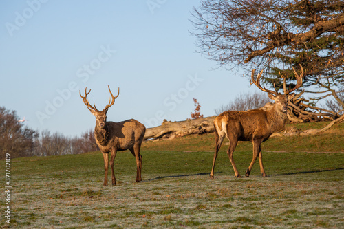 Portrait of majestic red deer stag.