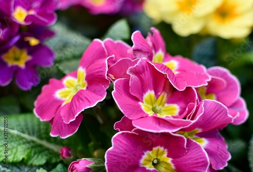 close up of spring time primulas gardening background 