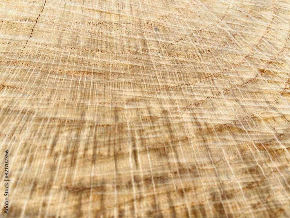 Fototapeta premium texture of wood background 