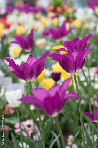Fototapeta Naklejka Na Ścianę i Meble -  Violet tulip