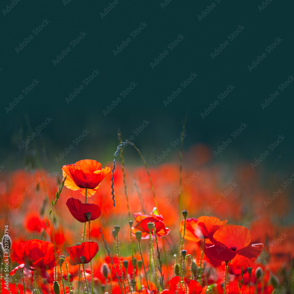 Obraz premium Fleur de coquelicot rouge dans les champ