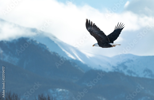 Print op canvas British Columbia Eagles in the wild