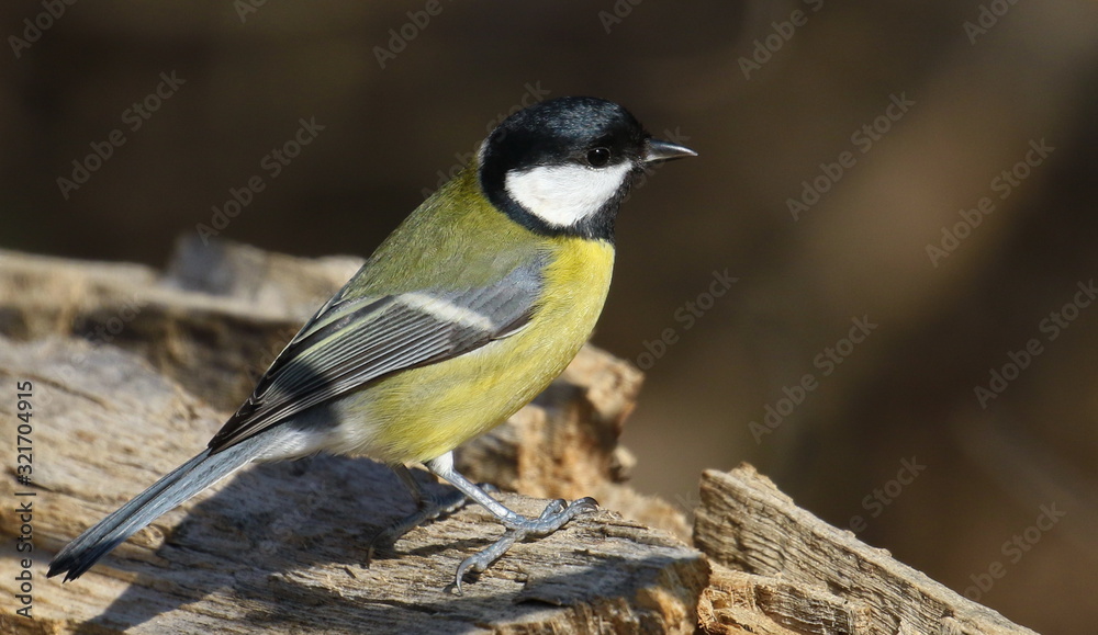 Fototapeta premium Great tit on branch background, Parus major