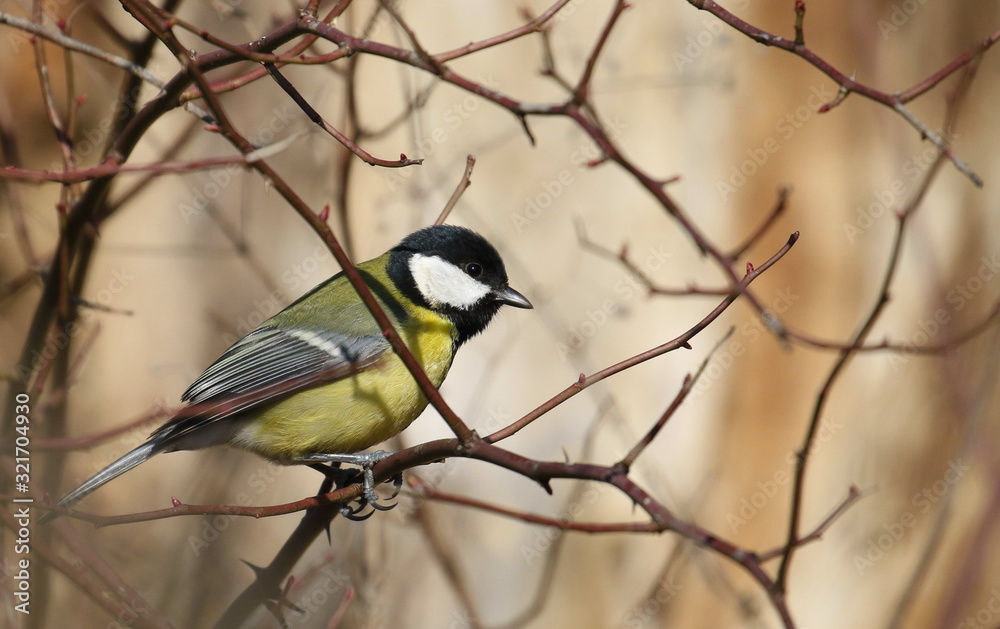 Great tit on branch background, Parus major Great tit on branch background, Parus major