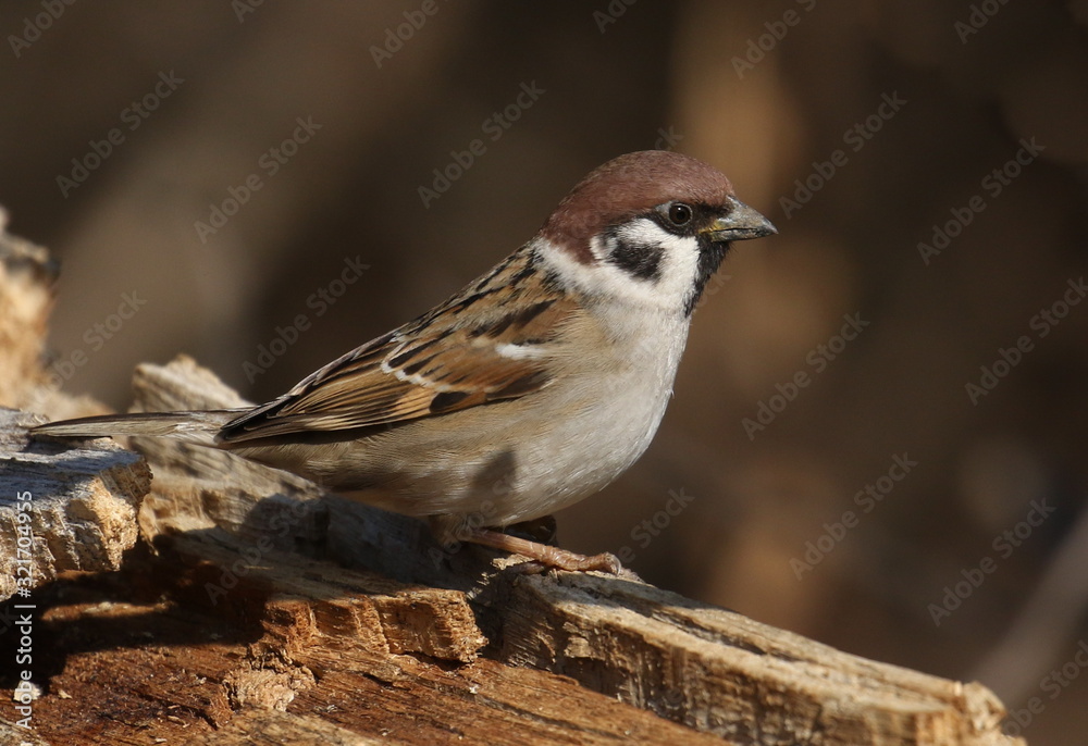 Tree sparrow on branch, passer montanus Tree sparrow on branch, passer montanus